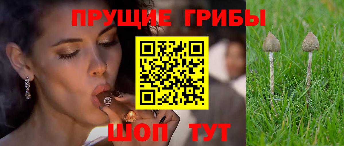 Галлюциногенные грибы прущие грибы Орехово-Зуево